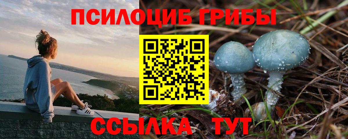 Псилоцибиновые грибы Psilocybine cubensis Медногорск